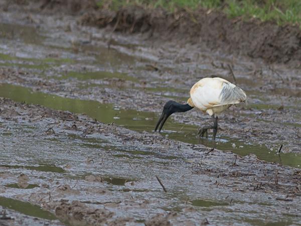 <h3><a href="/trips/srilanka/biota/animalia/chordata/aves/015 pelecaniformes/001 threskiornithidae/threskiornis melanocephalus/threskiornis melanocephalus-nl.html">Threskiornis&nbsp;melanocephalus</a> / Black‑headed&nbsp;ibis / Indische&nbsp;witte&nbsp;ibis</h3>NIKON D500 met AF-S Nikkor 300mm f/2.8G IF-ED VR II, 1/2500 sec  bij F3.2, ISO 160, afstand 44.6&nbsp;m